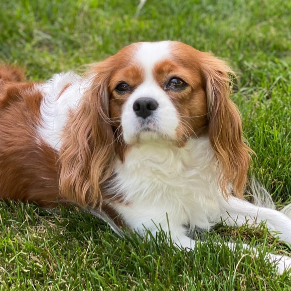 Meet your Posher, Cherise - Picture 1 of 1